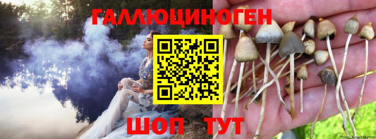 Карабулак  Галлюциногенные грибы Cubensis  Вход с VPN 